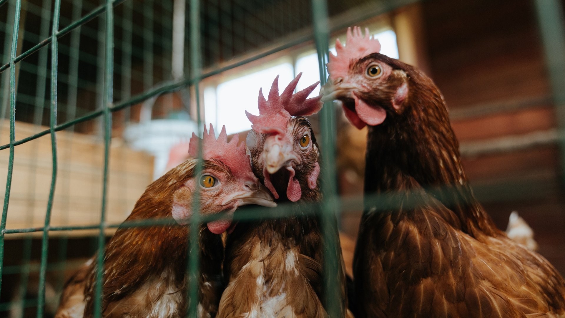 “阿根廷美洲狮队：从逆境中崛起，挑战顶级球队”